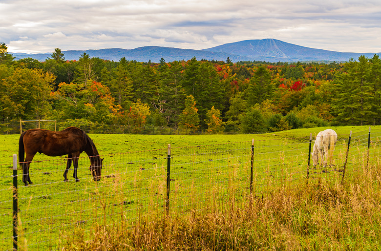 Horse pasture in Vermont