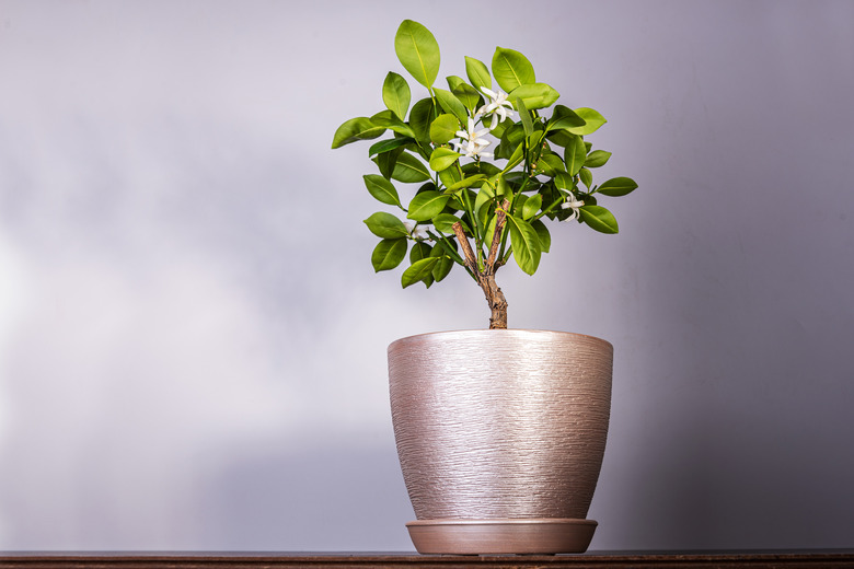 Tangerine tree blooms in a pot on a rustic background