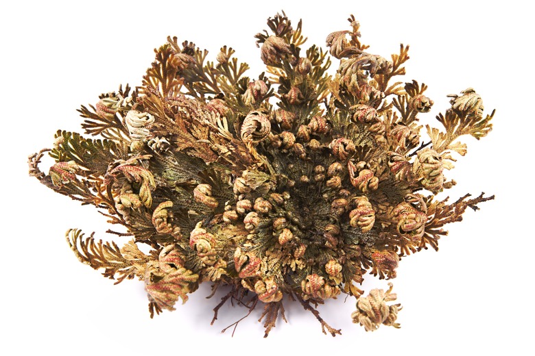 Rose of Jericho (Selaginella lepidophylla)