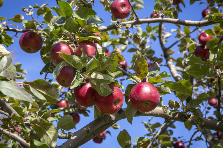 Apples at an orchard in Quechee, Vermont in the fall.