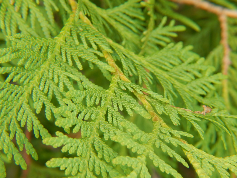 White Cedar Leaves