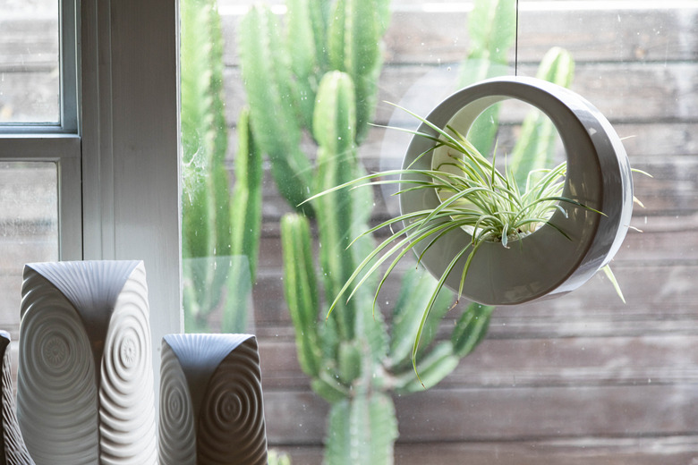 Planter in hanging planter by window