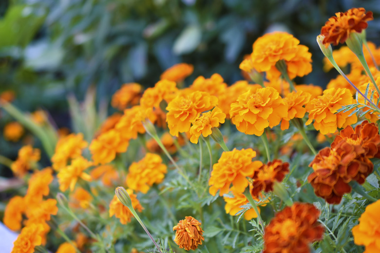 Red and yellow flowers marigolds lat. Tagetes is a genus of annual and perennial plants of the Asteraceae family.