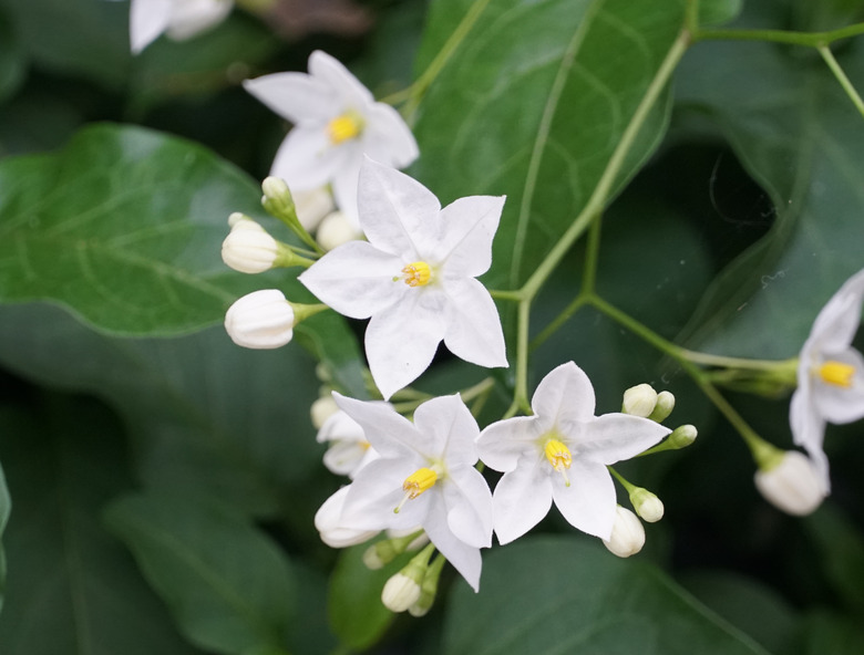 Potato Vine flowers