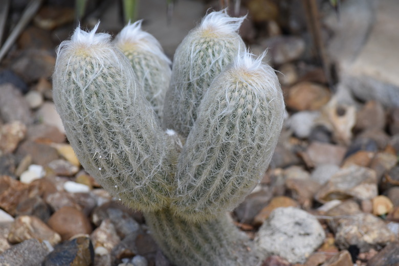 Hairy Cactus Also Called Old Man Cactus Native to Guanajuato and Hidalgo in Eastern Mexico