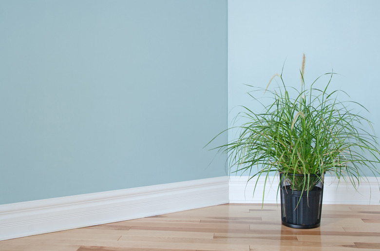 Green grass plant decorating a room