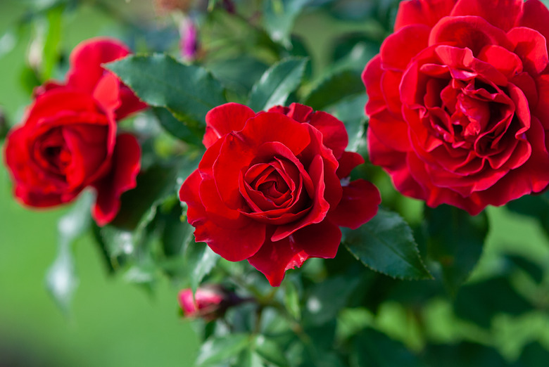 Lady Ryder of Warsaw rich crimson red roses.