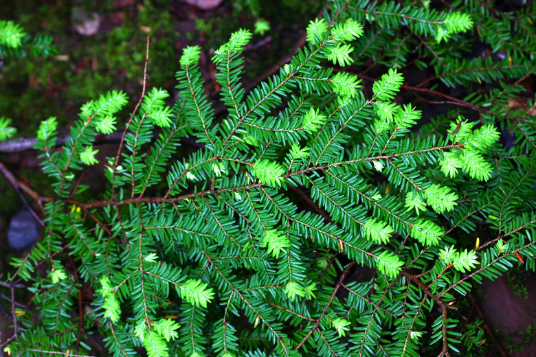 Eastern Hemlock (Tsuga canadensis)