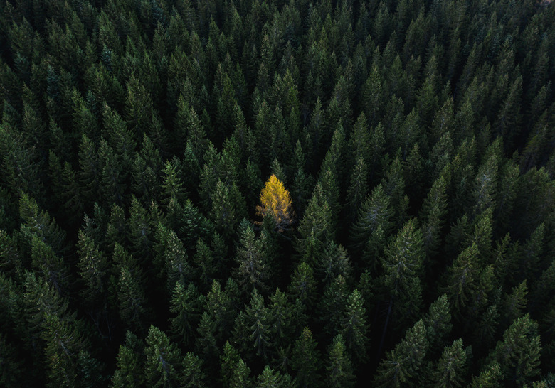 Aerial perspective of a single tree standing out from the crowd, Dolomites, Italy