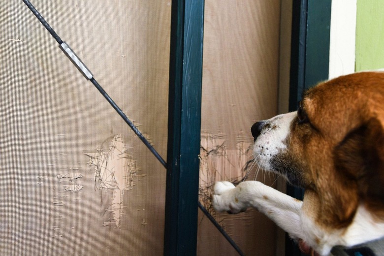 dog scratching screen door