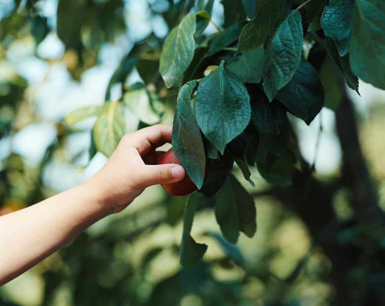 Child picking fruit