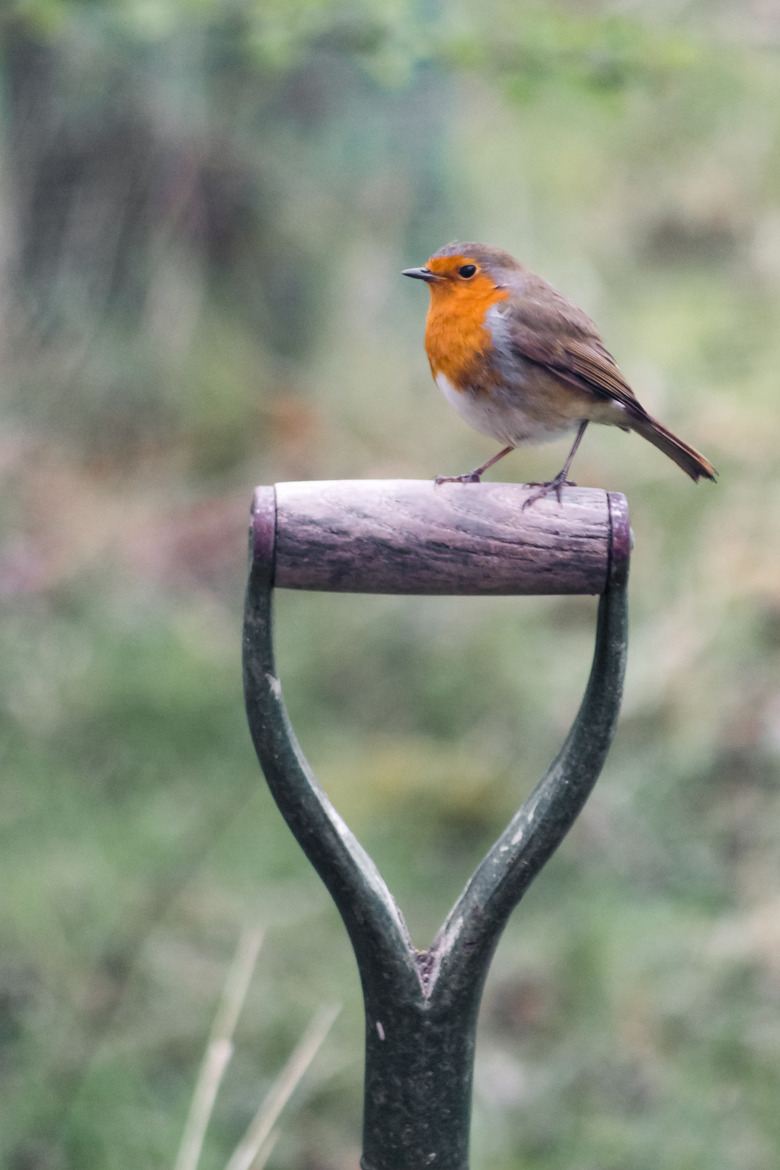 Robbin on a fork handle