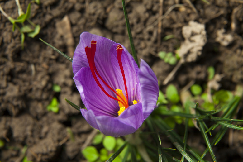 Close-Up Of Purple Crocus Flower