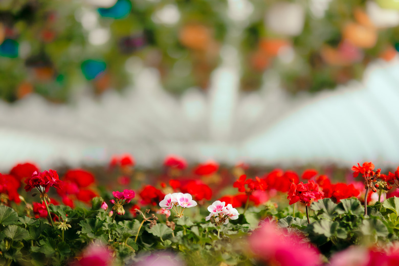 Beautiful Flower Greenhouse in Blooming Spring Season