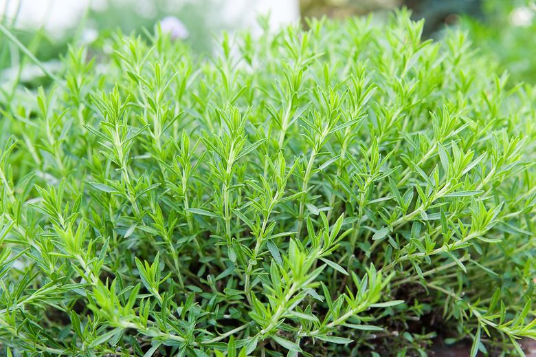 Green tarragon