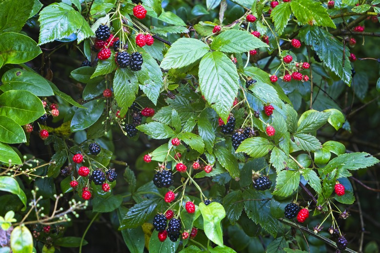 Wild Blackberries