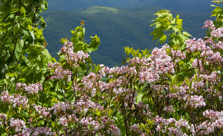 Blooming Pink Mountain Laurel