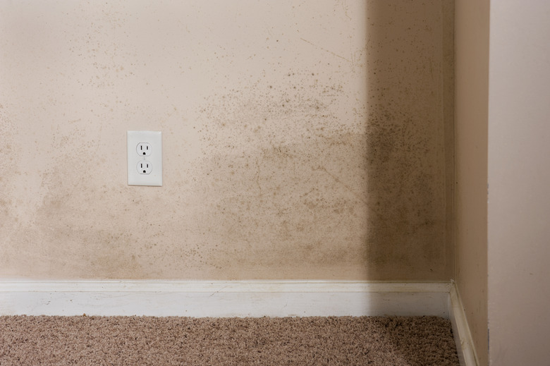 Mold on walls.