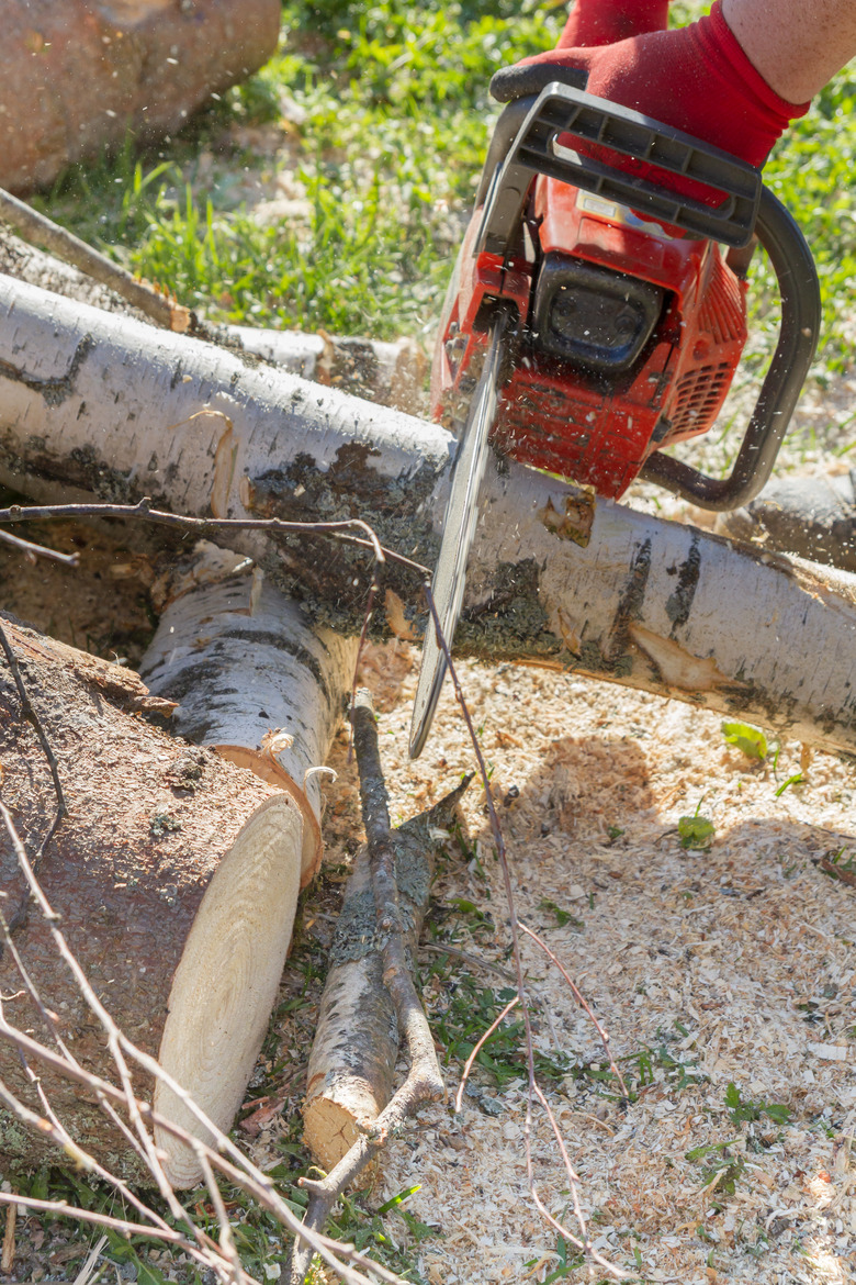 Cut the logs with a chainsaw to prepare firewood