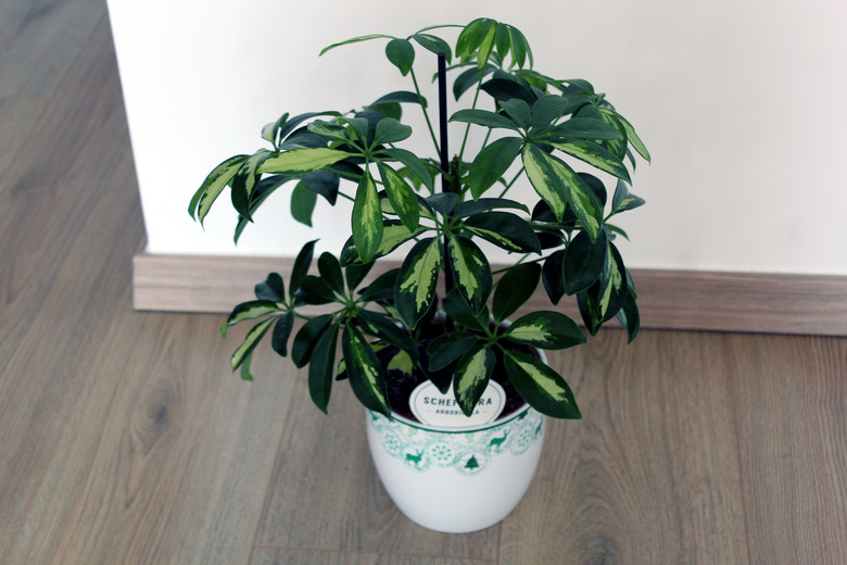 Schefflera arboricola plant isolated on wooden background