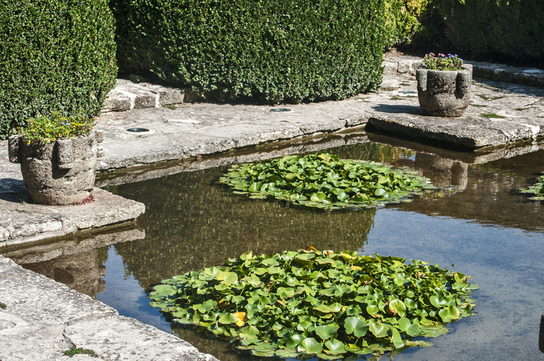 Small pond in park garden