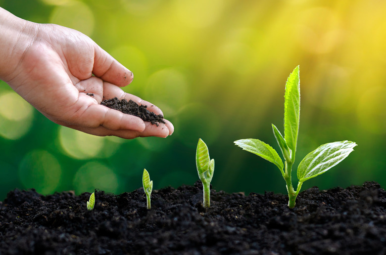 tree sapling hand planting sprout in soil with sunset close up male hand planting young tree over green background