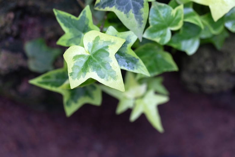 Ivy leaves close up