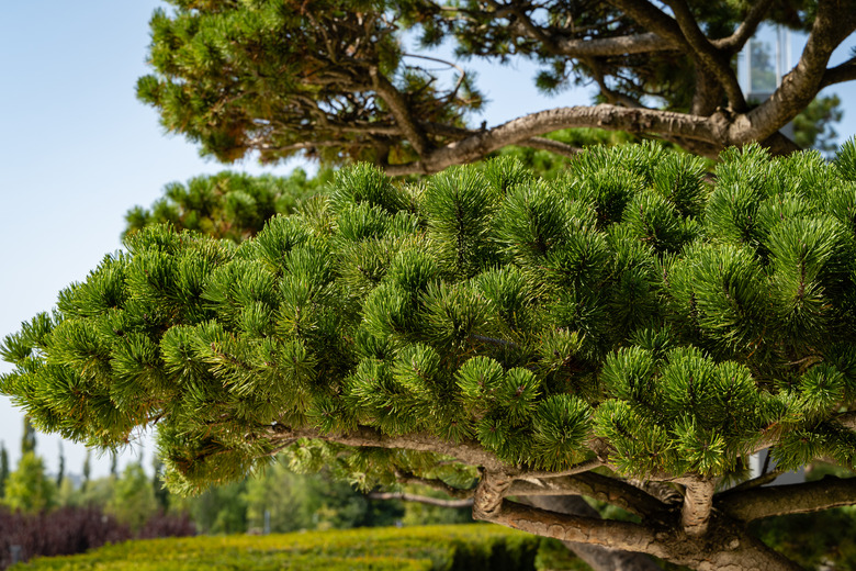 City Park of Krasnodar or Galitsky Park. Close-up of beautiful bonsai pine (Pinus mugo or mountain pine) with lush needles against blue sky. Public landscape park of Galitsky. Sunny autumn day.