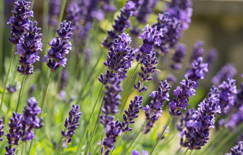 Garden with the flourishing lavender