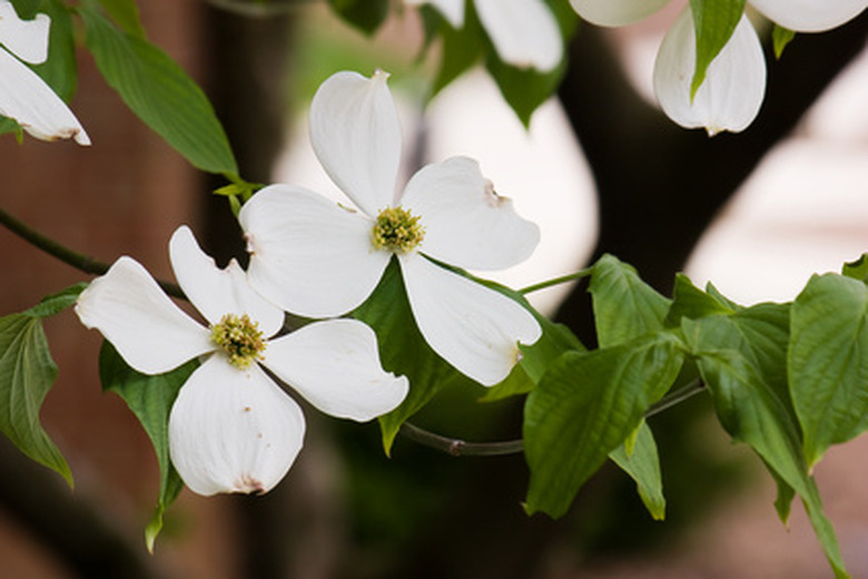 dogwood tree