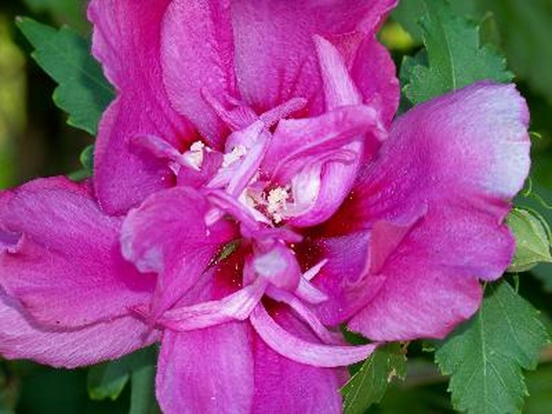 rose of sharon