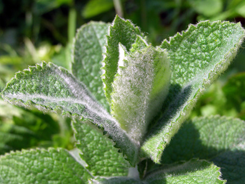 mint plants