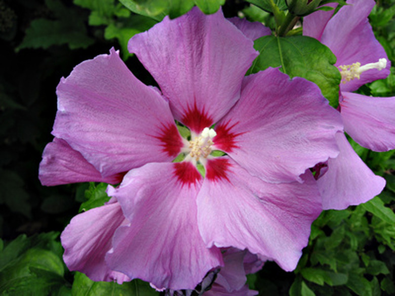 rose of sharon