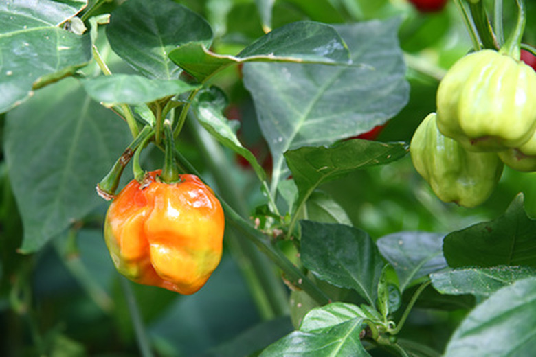 pepper plant