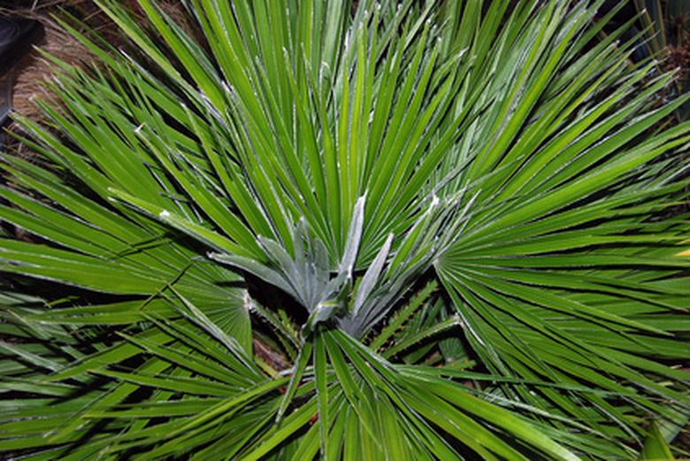 palm plant