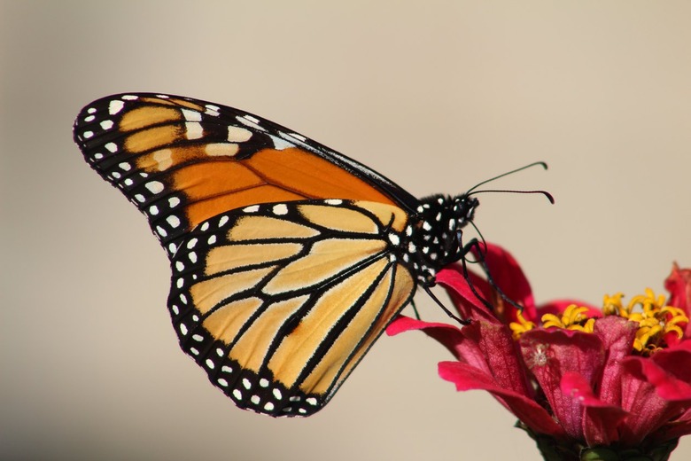 A monarch butterfly with closed wings on a magenta flower. The butterfly has a black body with white spots and wings that are both dark and light orange. Around the wings, there is more black with white spots. The background is blurred.