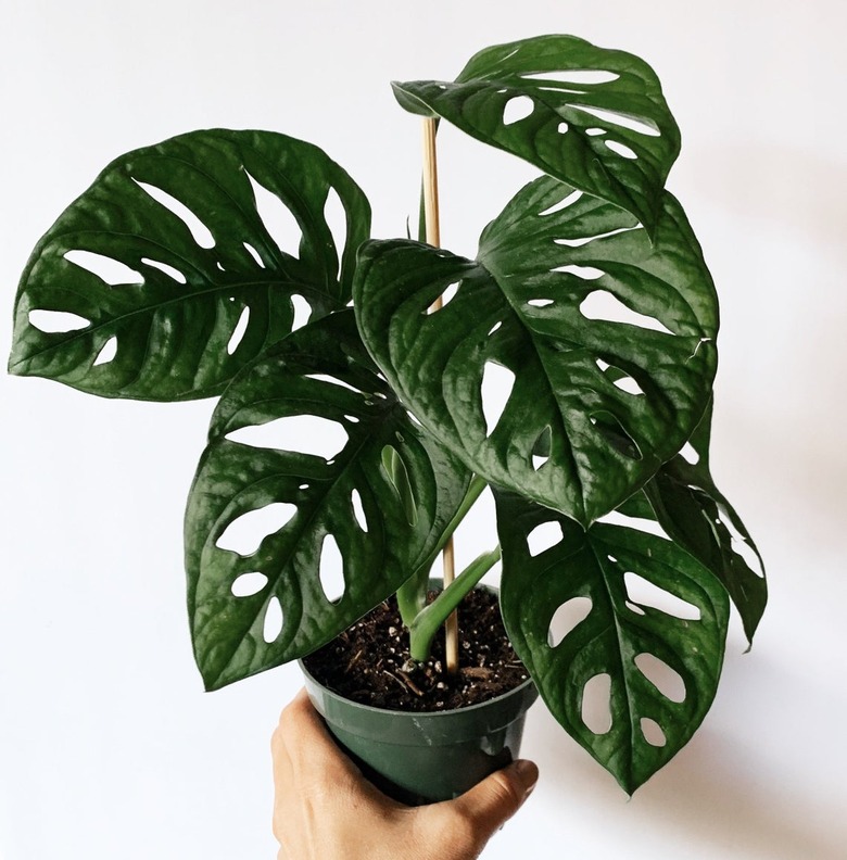 Monstera Adansonii, Swiss Cheese Plant