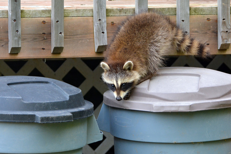 Raccoon baby sitting on garbage can.