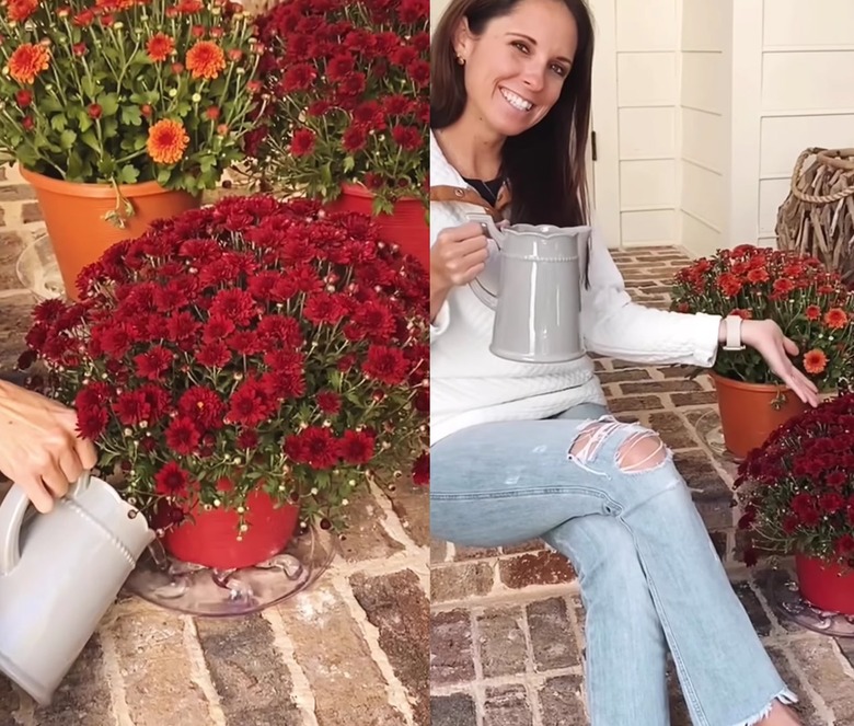 Split screen image of someone watering mums on the left and a woman smiling and gesturing at the mums on the right