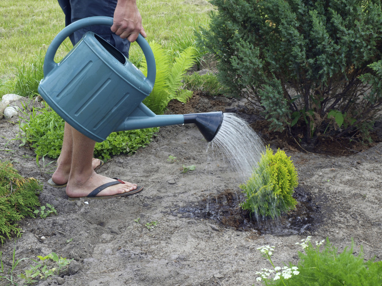 Watering plant