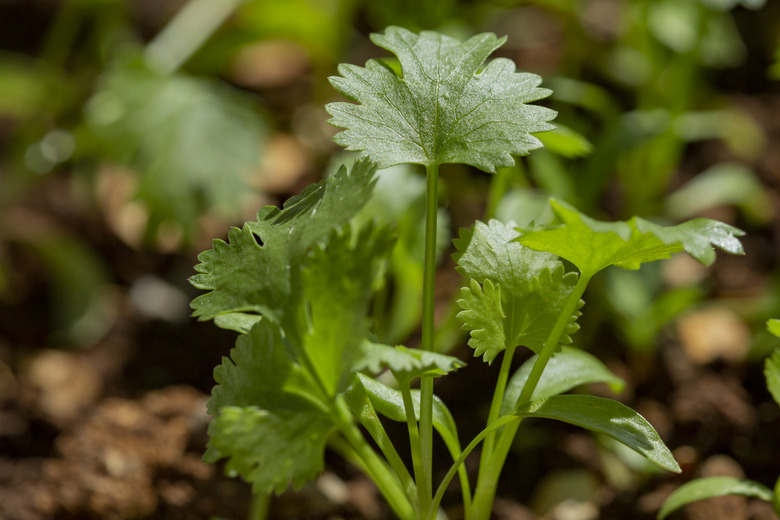 coriander plants in a garden