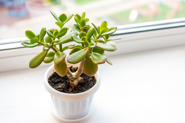 Succulent houseplant Crassula on the windowsill. Selective focus