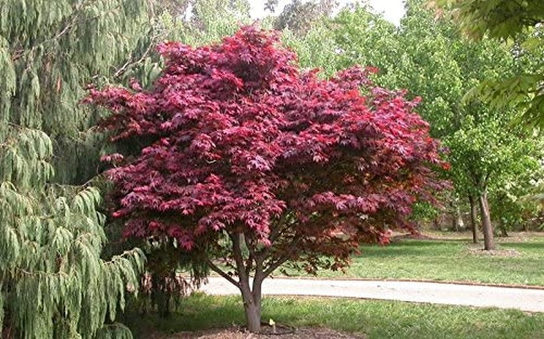 Japanese red maple tree.