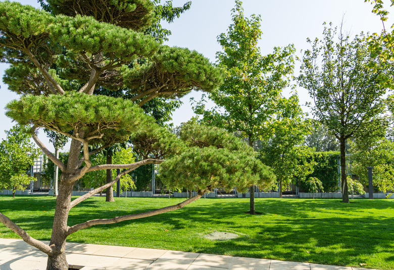 Beautiful bonsai pine tree (Pinus mugo or mountain pine) with lush needles in public landscape city Park Krasnodar or Galitsky Park in sunny autumn 2020