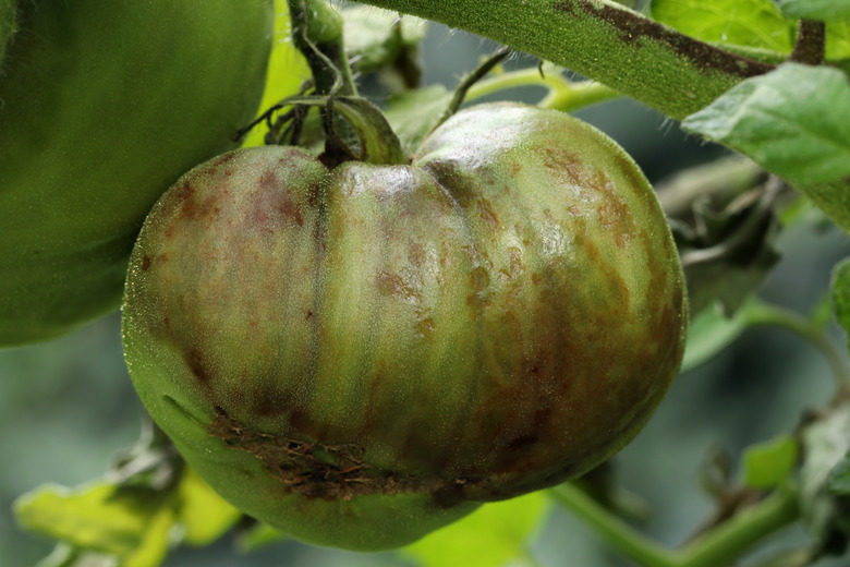 Tomato plant and unripe tomato are infected with late blight caused by fungus-like microorganism Phytophthora infestans. Stem, branches, leaves and fruits have dark brown or grey spots and lesions.