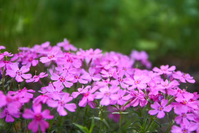 Flowering verbena in the spring garden, pattern with small pink flowers, pink verbena on a blurred background, blank for the designer, botanical garden, postcard on the holiday