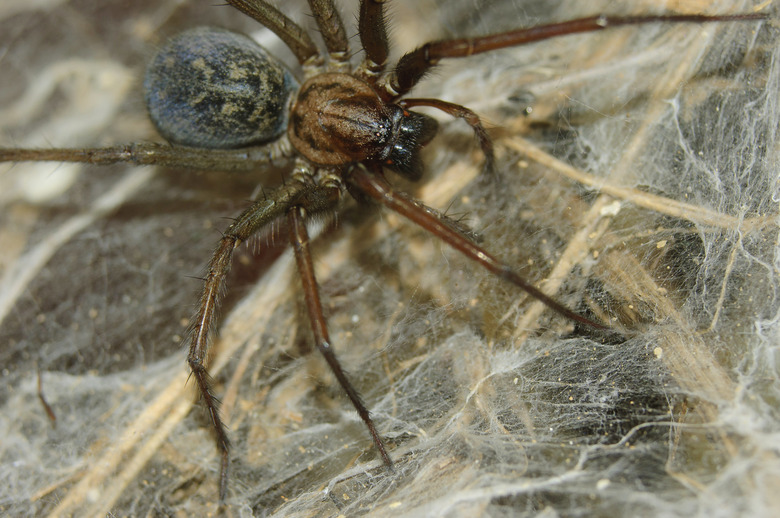 spider in its web