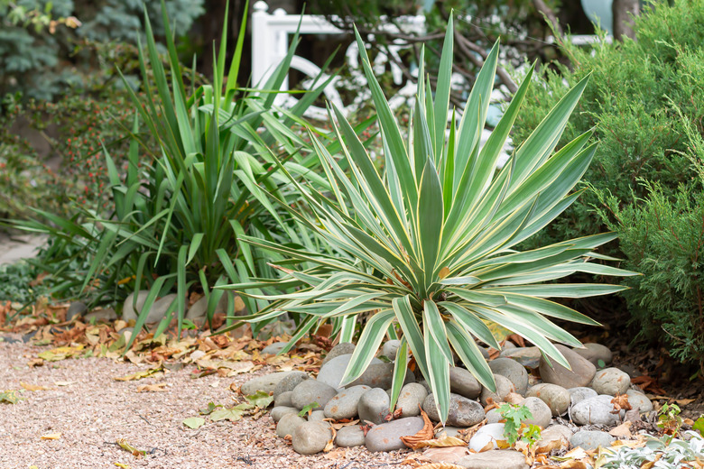 Beautiful yucca in home yard.