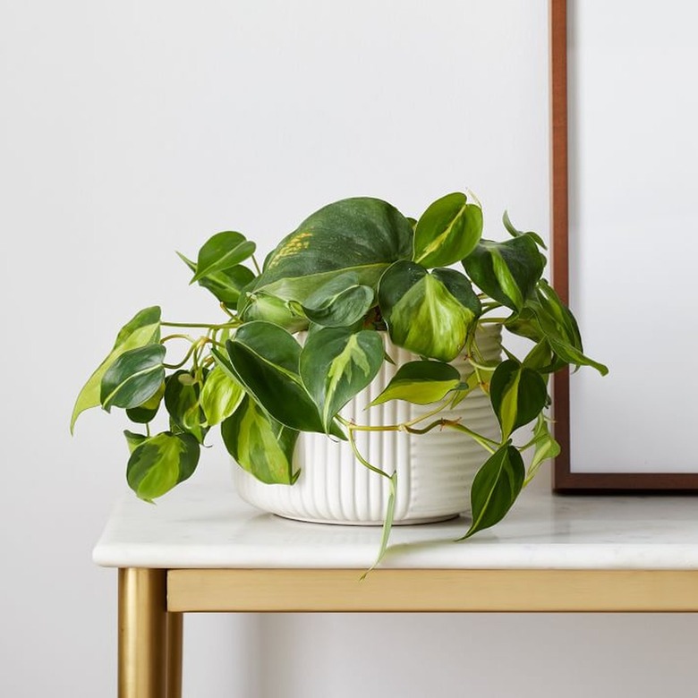 Golden Pothos plant in white planter