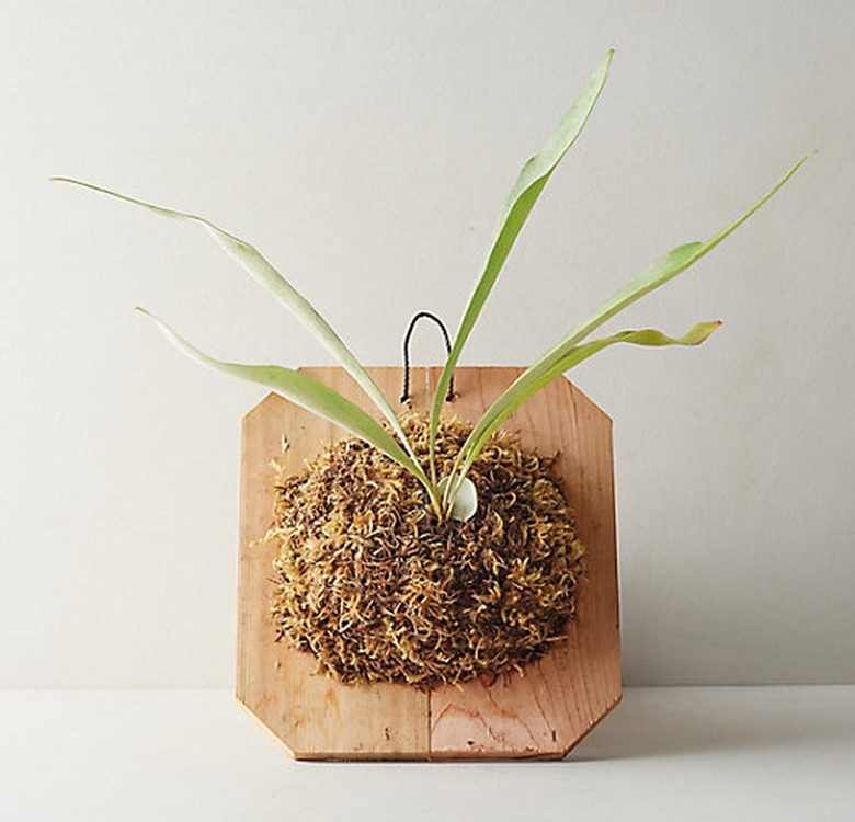 Staghorn Fern